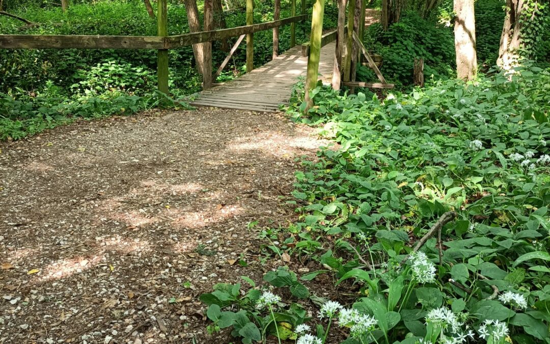 PERCORSO PROFUMATO fra ALBERI, CORTECCE, RADICI e RESINE